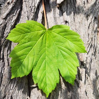 leaf on wood texture and copyspace can be used as background or wallpaper