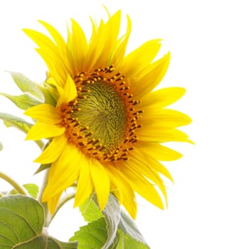 yellow sunflower isolated on white background showing summer concept