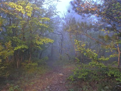 Green wood and a path