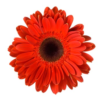 red gerbera flower, isolated on white