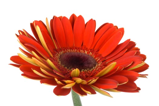 red gerbera side view, isolated on white