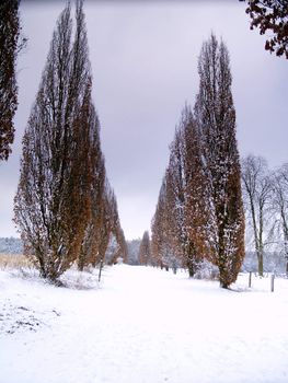 alley in snow-covered german landscape near Bad Arolsen