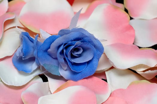 A blue artificial rose on pink rose petals on black
