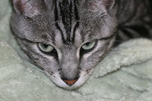 Silver tabby cat with piercing green eyes looks up from nap on velvety green blanket