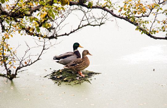 Couple of Wild Ducks in autumn on small island in water covered with Common Duckweed