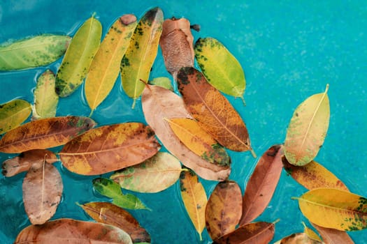 These leaves are as I found them floating in my hotel pool While I was working in Broome Australia.