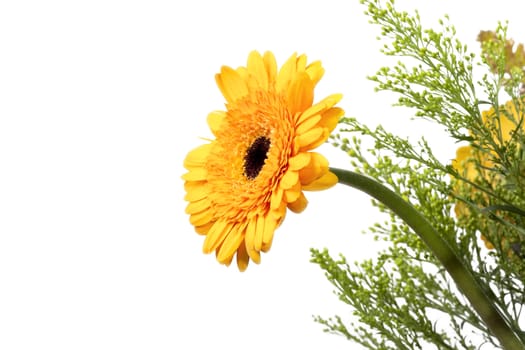 An image of a beautiful yellow gerber