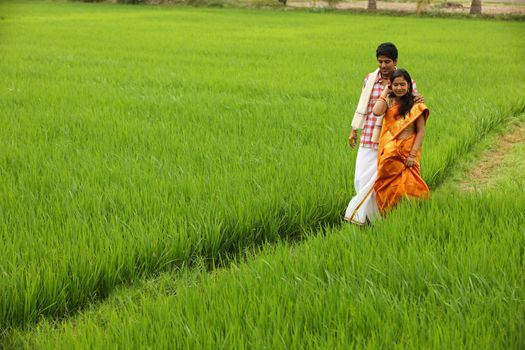 
A couple walking through a paddy field in india