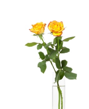 An image of two nice yellow roses