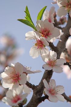 nature romance - spring bloom