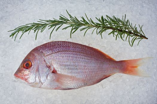 single raw gilthead fish on crushed ice