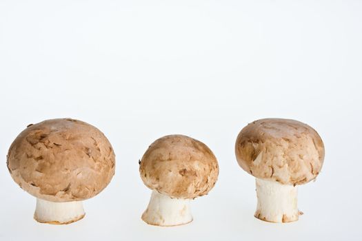 group of mushrooms isolated on white background