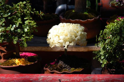 Floating garden on boat in Mexico city, Xochimilco