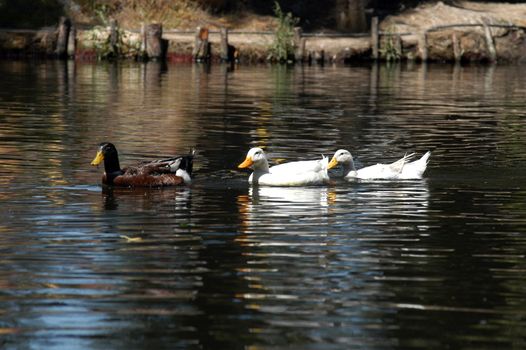 A group of ducks swimming on the river in Mexico city