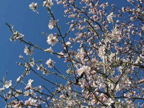 image of almond flowers and blue sky