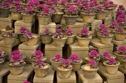 bounch of purple plants over concrete blocks