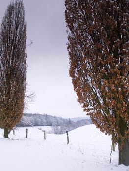 trees in winterly snow covered german Landscape