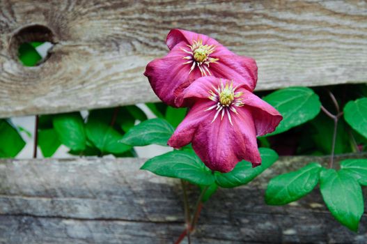 Two clematis flowers have grown through the fence