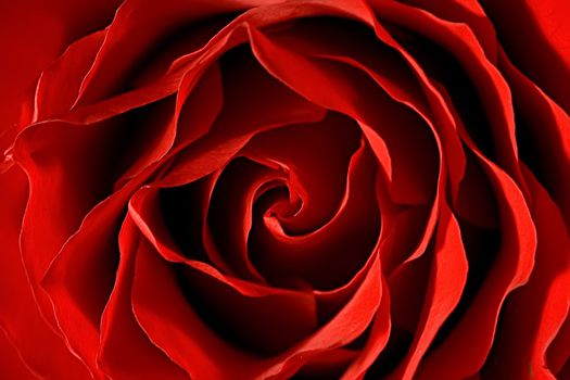 Red Rose close-up macro with  big beautiful petals