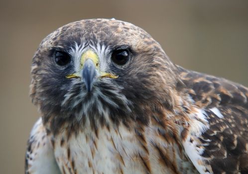 Close-up portrait of red tailed hawk