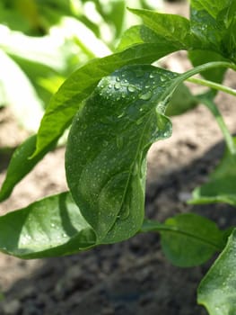 Raindrops bead on a green leaf in a vegetable garden