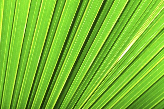 Beautiful green palm leaf background with backlighting 