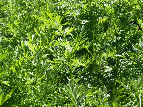 A sea of fresh green carrot tops in a garden.