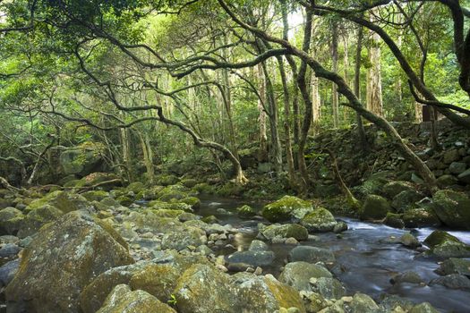 green forest and river 