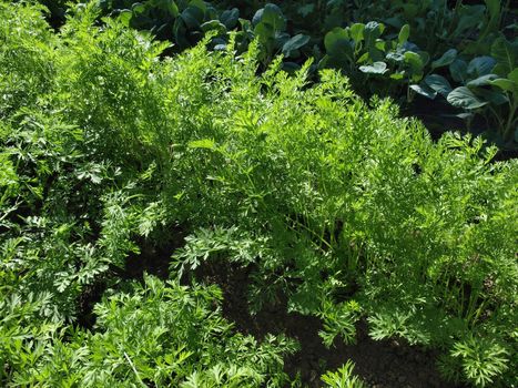 Rows of green carrot tops growing in a garden