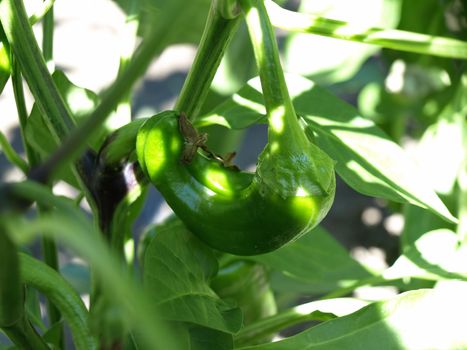 Peppers growing on a vine in a green vegetable garden