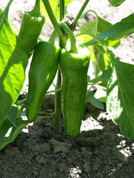 Green peppers growing on a vine in a garden.