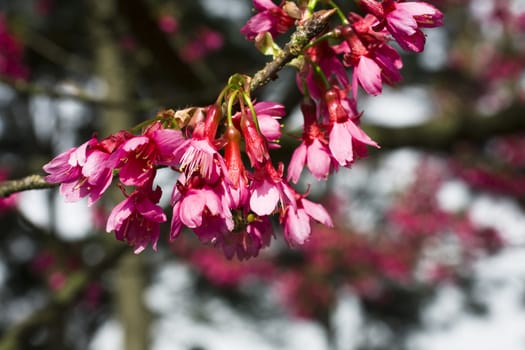 Bougainvillea blossoms with green buds on blurred background 