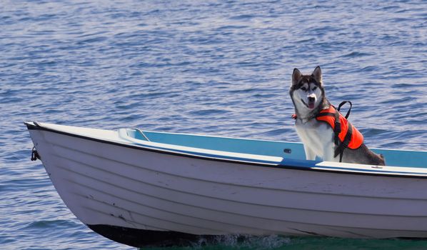 Photograph of a life vest protected dog on the open sea, animal insurance concept
