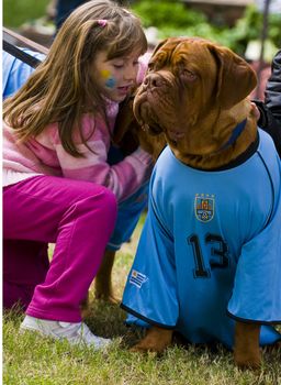 Montevideo - June 26 2010 : dog wearing Uruguayan futball team shirt celebrating the first quarterfinals in 40 years after beating South Korea on 2010 world cup