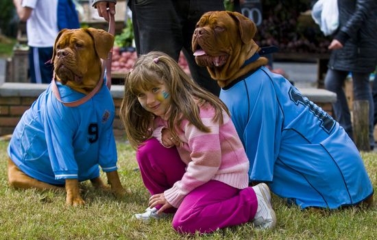 ontevideo - June 26 2010 : dogs wearing Uruguayan futball team shirt celebrating the first quarterfinals in 40 years after beating South Korea on 2010 world cup