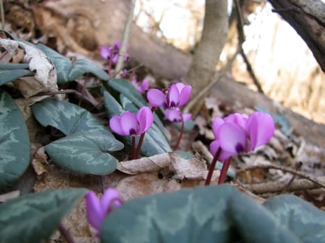 flower; a medicine; a plant; spring