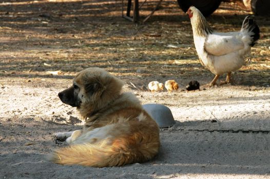 Hen, three small chicken ande dog on the  farm