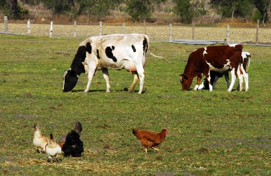 Brown, black and white hens and two cows on field