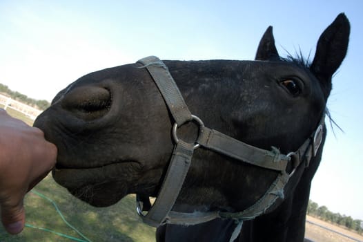 Portrait of head of beautiful black horse