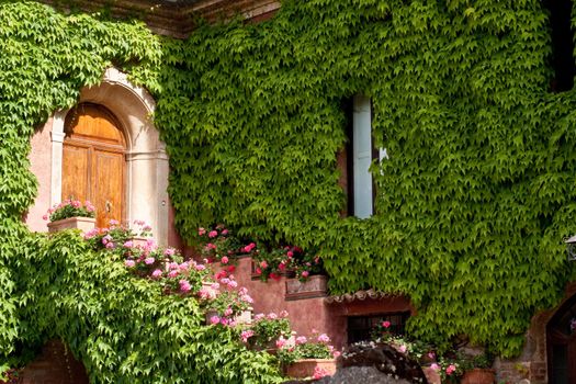 A wooden door in a house wall covered with ivy
