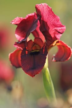 iris atropurpurea - spring is here !