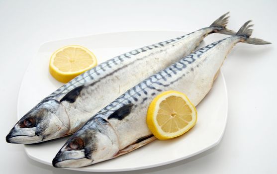 fresh fish