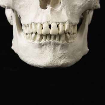 Close up of human teeth on skull on black.