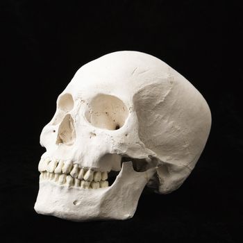 Human skull with teeth on black.