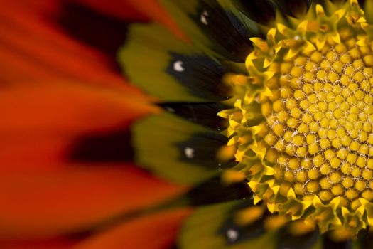 close up macro photo from red and yellow flower