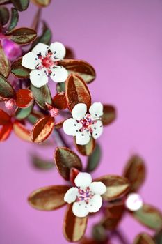 Small branch of white flowers and pink background - selective focus