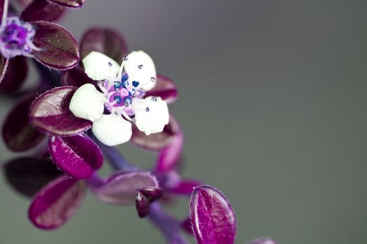 small pink flower in spring - selective focus