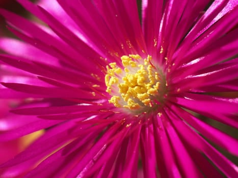 a close-up image of a lampranthus spectabilis flower
