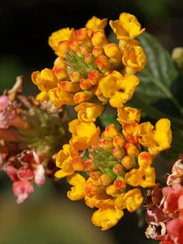 a close-up image of some lantana flowers