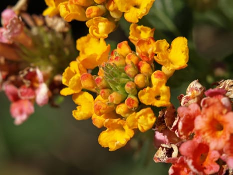 a close-up image of some lantana flowers